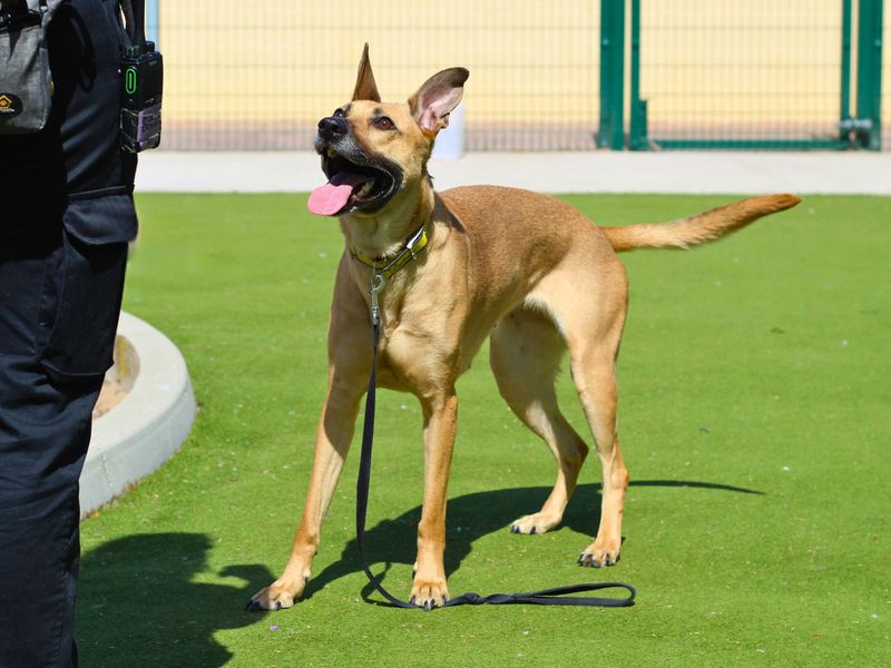 Luna for sale in Manchester, Greater Manchester