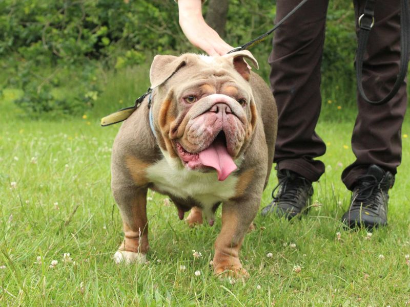 English Bulldog for adoption in Newbury, Berks – 3 years old - Image 2 of 6