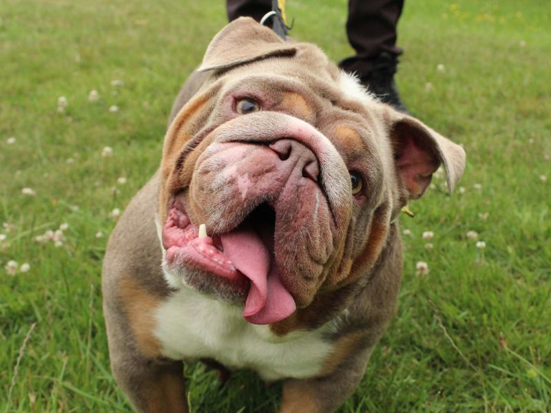 English Bulldog for adoption in Newbury, Berks – 3 years old - Image 3 of 6
