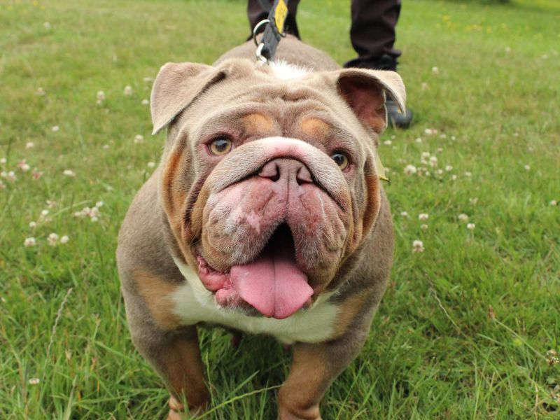 English Bulldog for adoption in Newbury, Berks – 3 years old