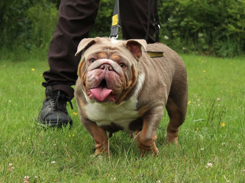 English Bulldog for adoption in Newbury, Berks – 3 years old - Image 5 of 6