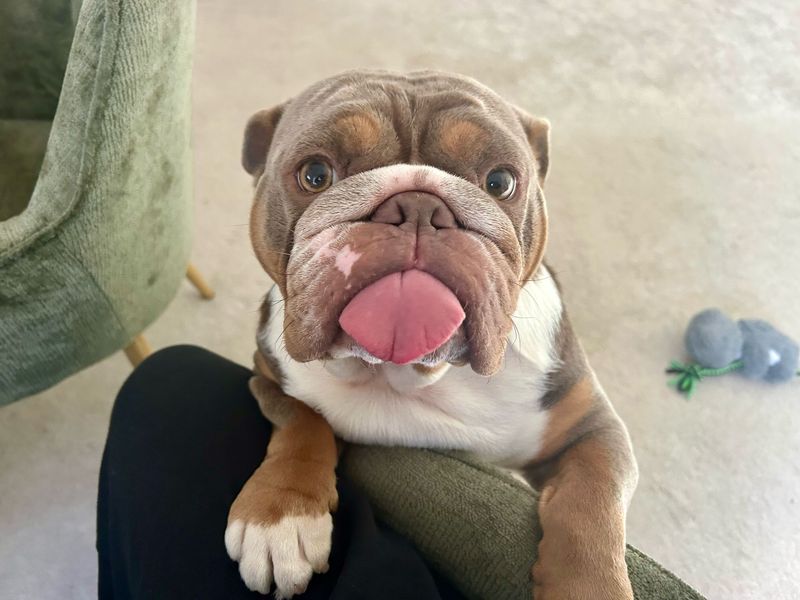 English Bulldog for adoption in Newbury, Berks – 3 years old - Image 4 of 6