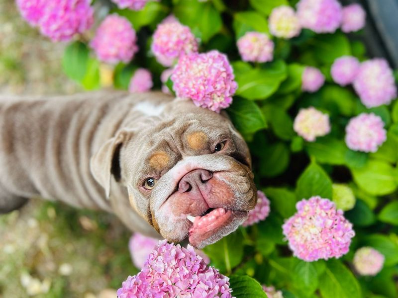 English Bulldog for adoption in Newbury, Berks – 3 years old - Image 6 of 6