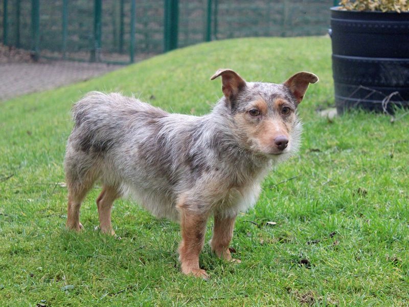 Jack Russell for adoption in Liverpool, Merseyside – 3 years old - Image 2 of 3