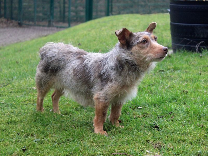 Jack Russell for adoption in Liverpool, Merseyside – 3 years old - Image 3 of 3