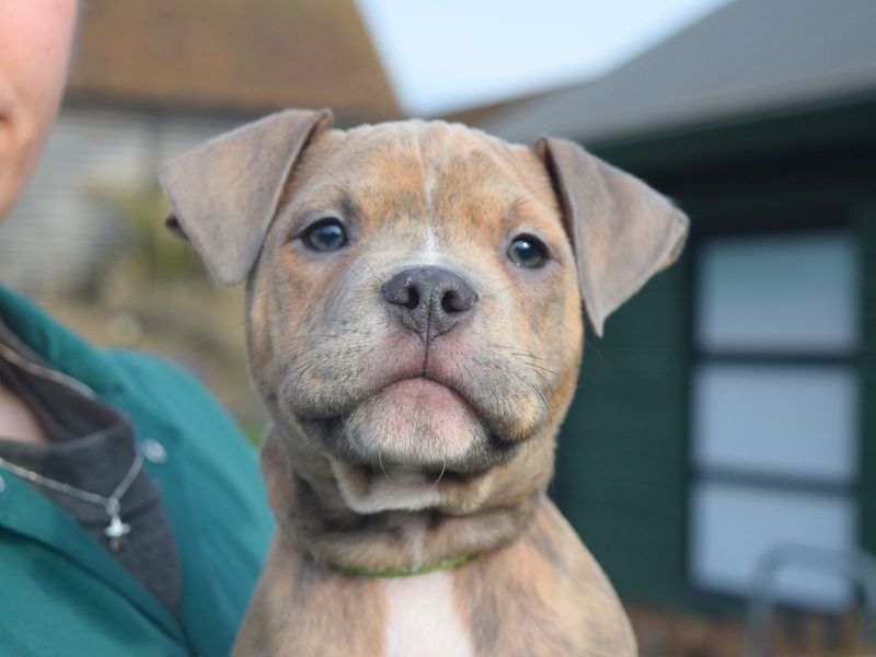 Draco for sale in Uxbridge, London