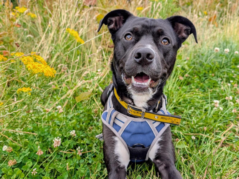 Lenny | Collie (Border) Cross | Ballymena (Northern Ireland) - 5