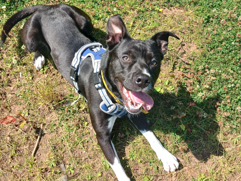 Lenny | Collie (Border) Cross | Ballymena (Northern Ireland) - 8