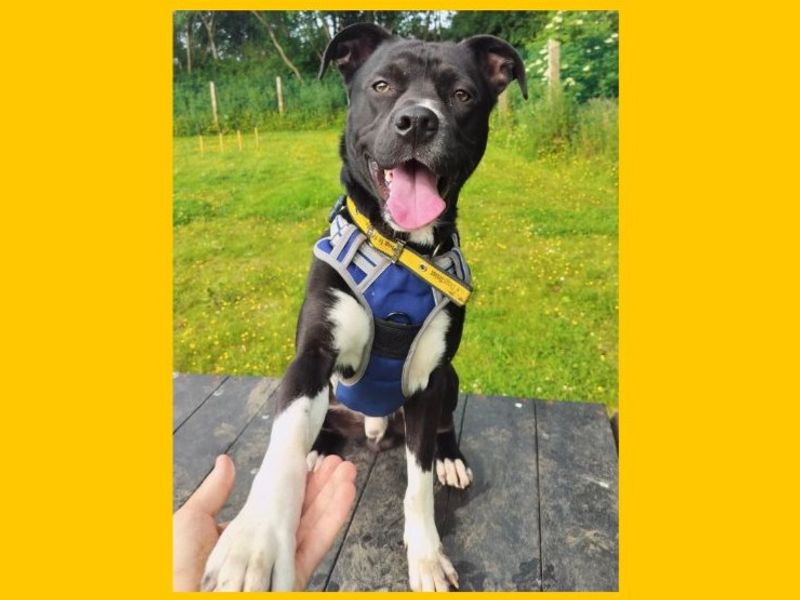 Lenny | Collie (Border) Cross | Ballymena (Northern Ireland) - 4