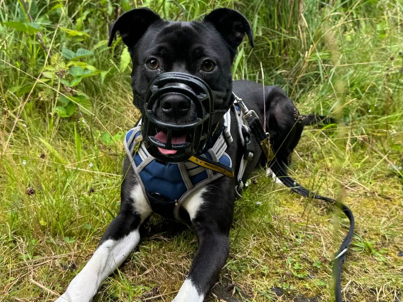 Lenny | Collie (Border) Cross | Ballymena (Northern Ireland) - 6