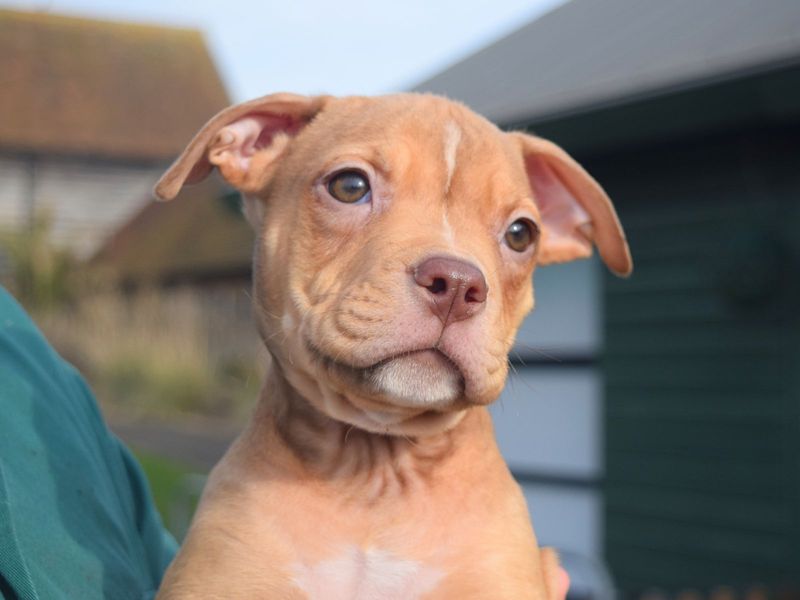 Luna for sale in Uxbridge, London