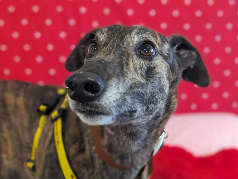 Greyhound for adoption in Mid Glamorgan, Wales – 4 years old