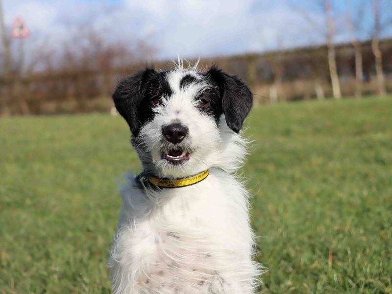 Jack Russell Terrier for adoption in Sadberge, Co Durham – 1 year old - Image 3 of 4