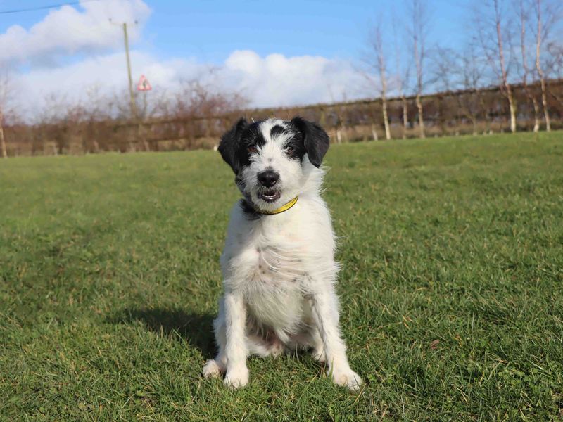 Jack Russell Terrier for adoption in Sadberge, Co Durham – 1 year old - Image 4 of 4