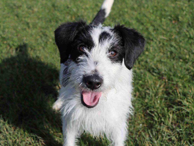 Jack Russell Terrier for adoption in Sadberge, Co Durham – 1 year old - Image 2 of 4