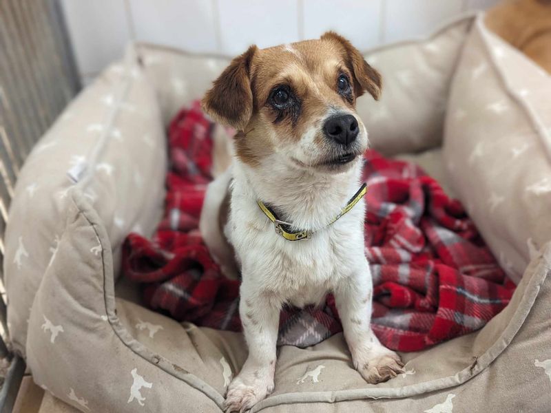Jack Russell for adoption in Mid Glamorgan, Wales – 8 years old