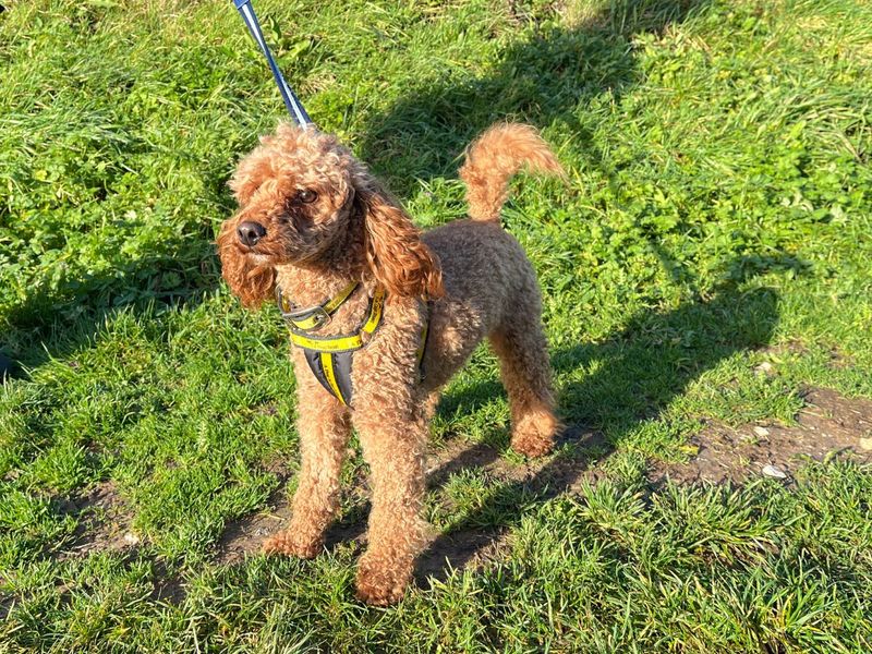 Poodle for adoption in Newton Tony, Wiltshire – 2 years old