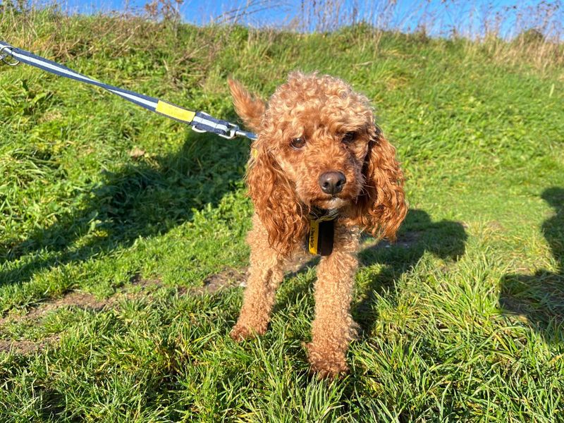 Poodle for adoption in Newton Tony, Wiltshire – 2 years old - Image 3 of 5