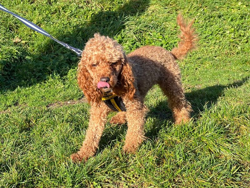 Poodle for adoption in Newton Tony, Wiltshire – 2 years old - Image 4 of 5