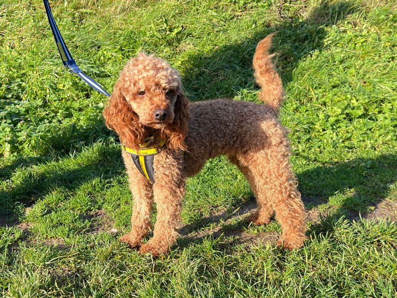 Poodle for adoption in Newton Tony, Wiltshire – 2 years old - Image 2 of 5