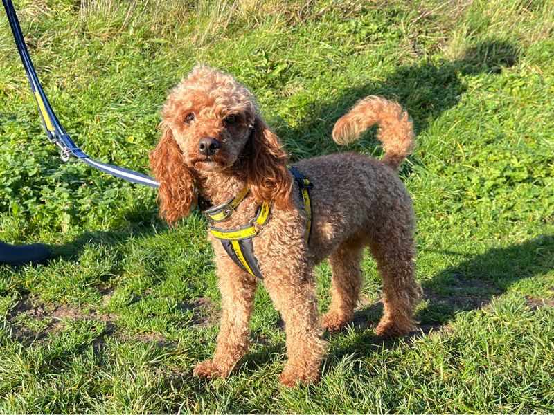 Poodle for adoption in Newton Tony, Wiltshire – 2 years old - Image 5 of 5
