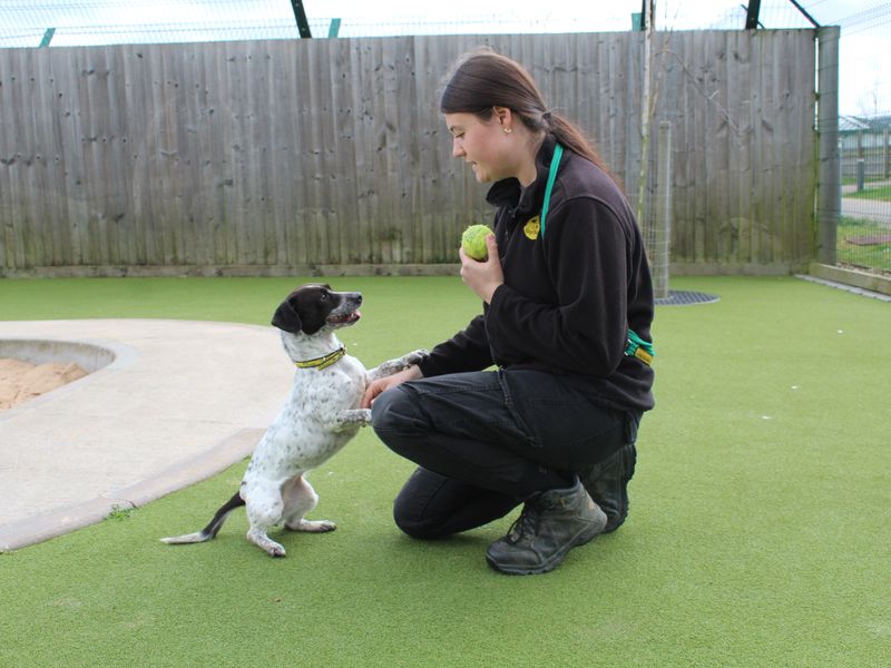 Cookie for sale in Evesham, Worcestershire
