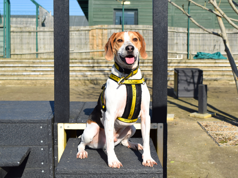 Beagle for adoption in Uxbridge, Greater London – 3 years old - Image 1 of 3