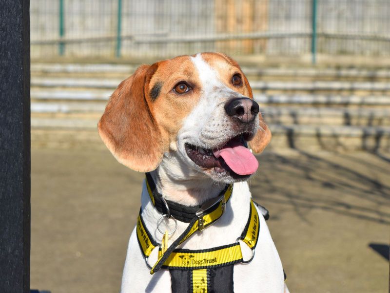 Beagle for adoption in Uxbridge, Greater London – 3 years old - Image 3 of 3