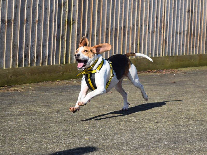 Scout for sale in Uxbridge, London - Image 2