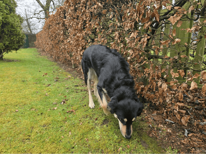 Tia for sale in , | Image 2
