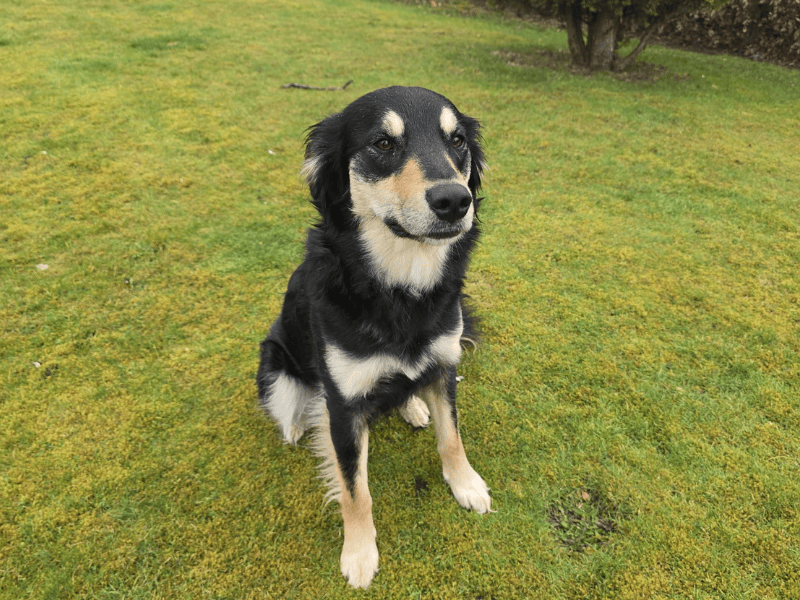 Tia for sale in , - Image 3