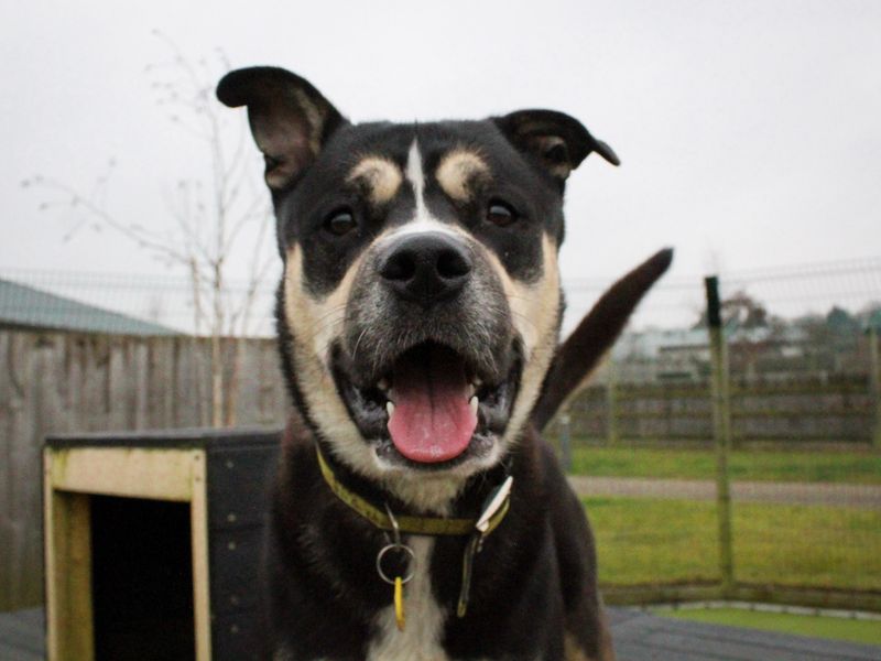 Koda for sale in Evesham, Worcestershire | Image 2