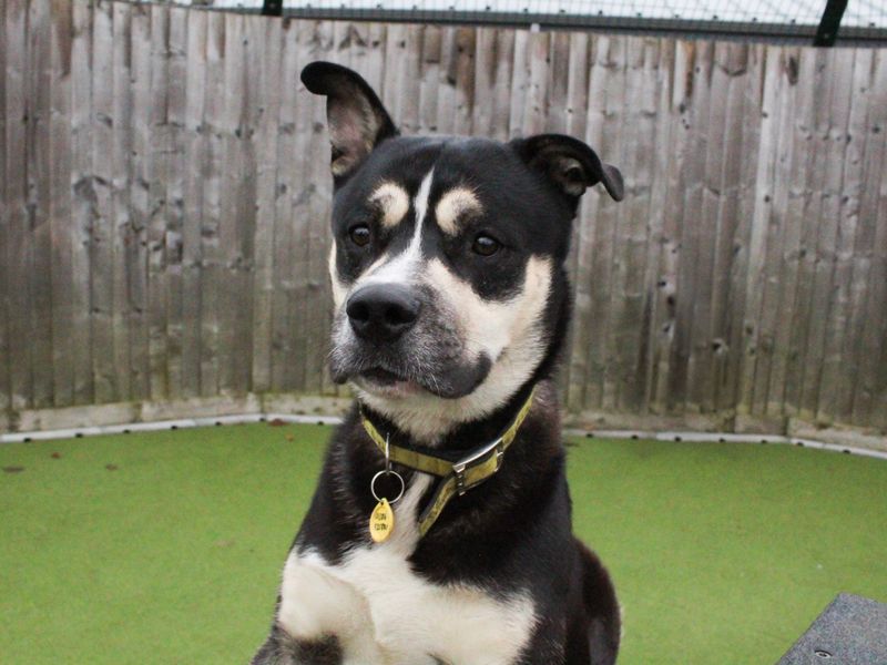 Koda for sale in Evesham, Worcestershire | Image 3
