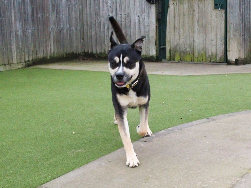 Koda for sale in Evesham, Worcestershire | Image 4