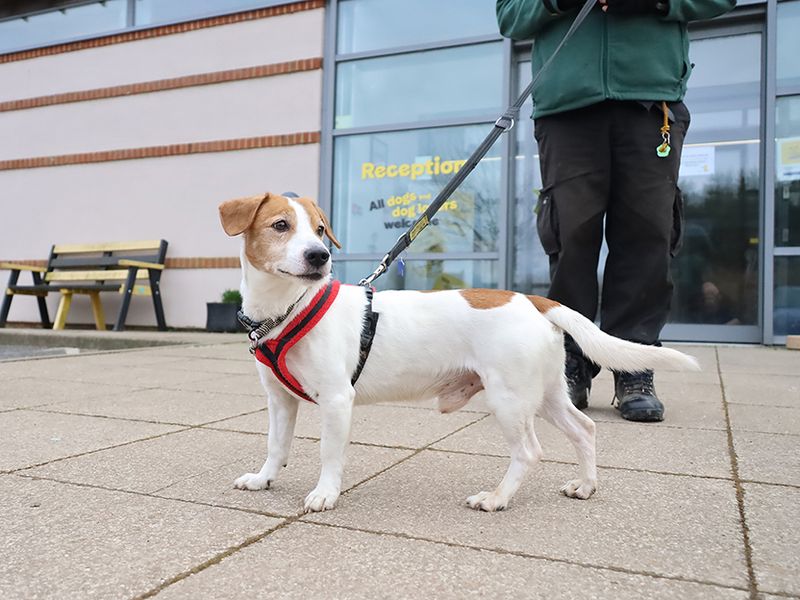 Toby for sale in Leeds, Yorkshire - Image 5