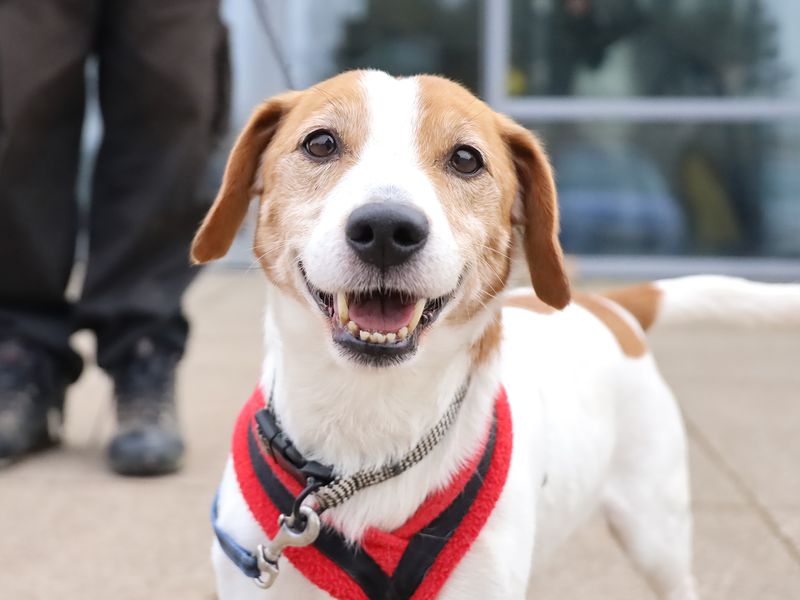 Jack Russell Terrier for adoption in Leeds, Kent – 13 years old - Image 2 of 5