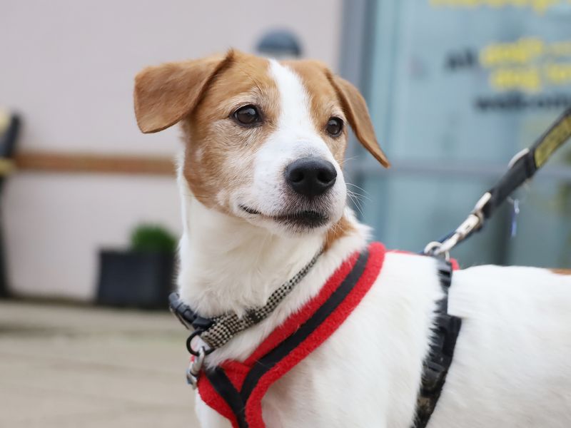 Jack Russell Terrier for adoption in Leeds, Kent – 13 years old - Image 3 of 5