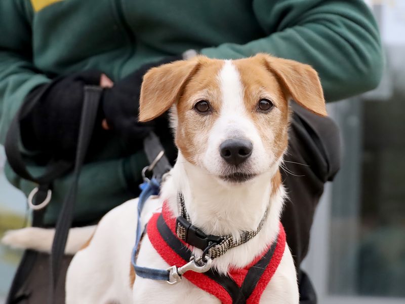 Toby for sale in Leeds, Yorkshire - Image 4