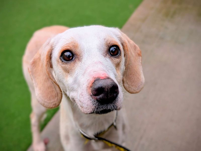 Beagle for adoption in Cardiff, Glamorgan – 2 years old - Image 1 of 6