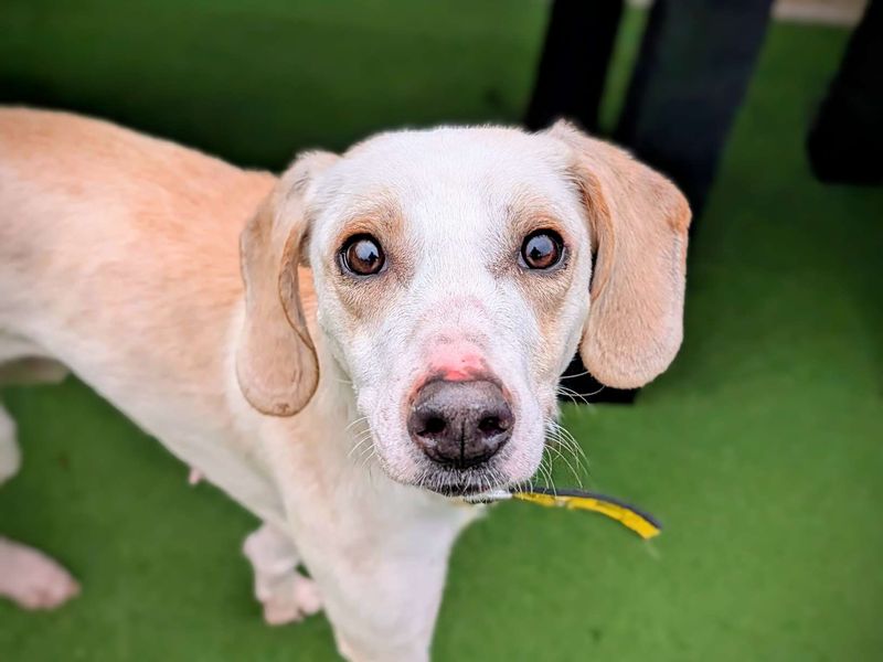 Beagle for adoption in Cardiff, Glamorgan – 2 years old - Image 2 of 6