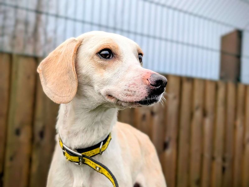 Beagle for adoption in Cardiff, Glamorgan – 2 years old - Image 4 of 6