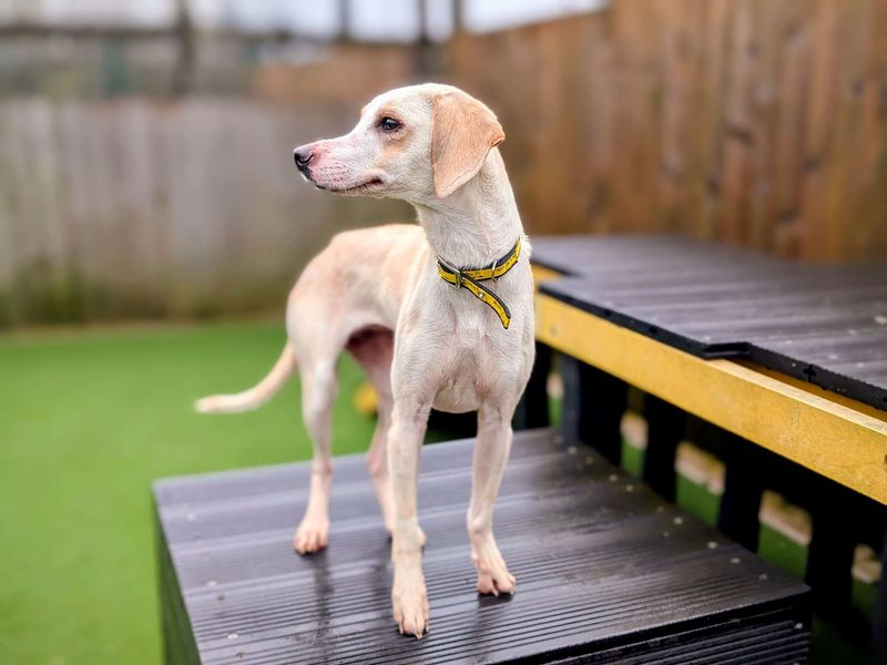Beagle for adoption in Cardiff, Glamorgan – 2 years old - Image 3 of 6