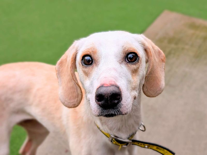 Beagle for adoption in Cardiff, Glamorgan – 2 years old - Image 5 of 6
