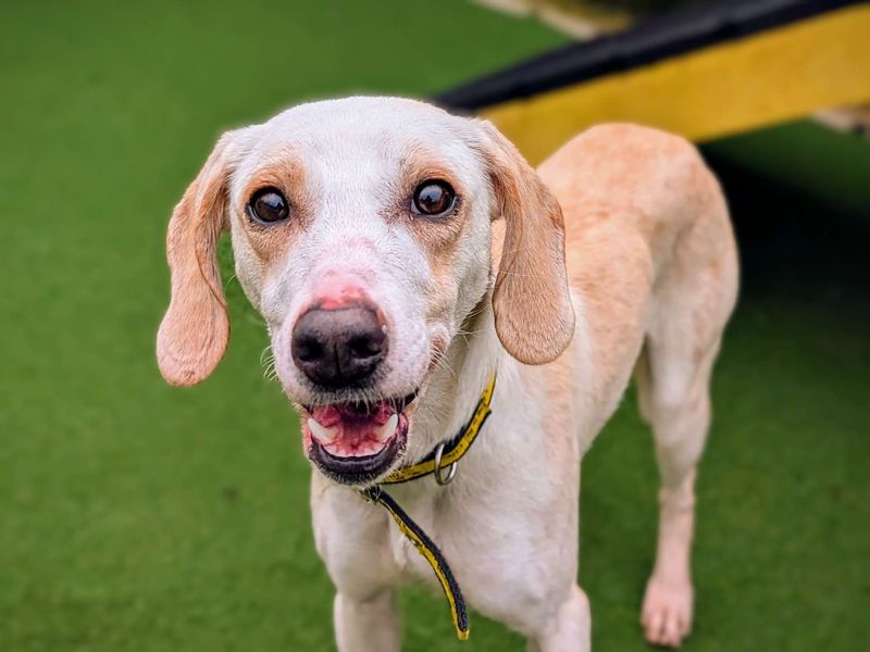 Beagle for adoption in Cardiff, Glamorgan – 2 years old - Image 6 of 6