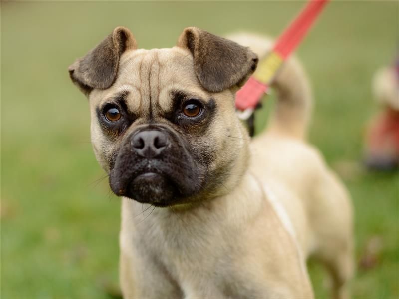 Marley for sale in Leeds, Yorkshire
