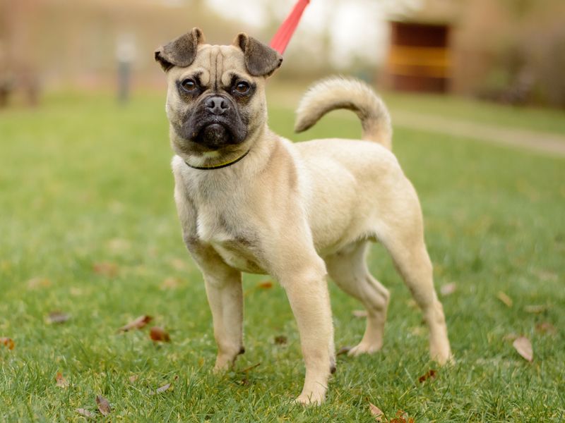 Marley for sale in Leeds, Yorkshire - Image 2