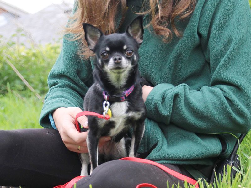 Chihuahua for adoption in Leeds, Yorkshire – 5 years old - Image 2 of 4