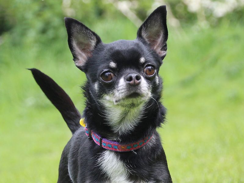 Tinks | Chihuahua (Long Coat) | Leeds - 1