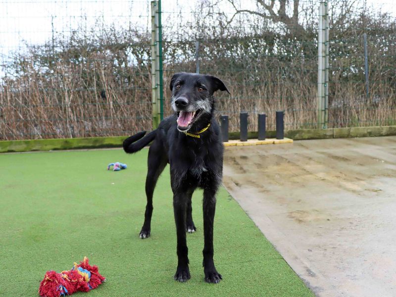 Lenny | Lurcher | Darlington - 1