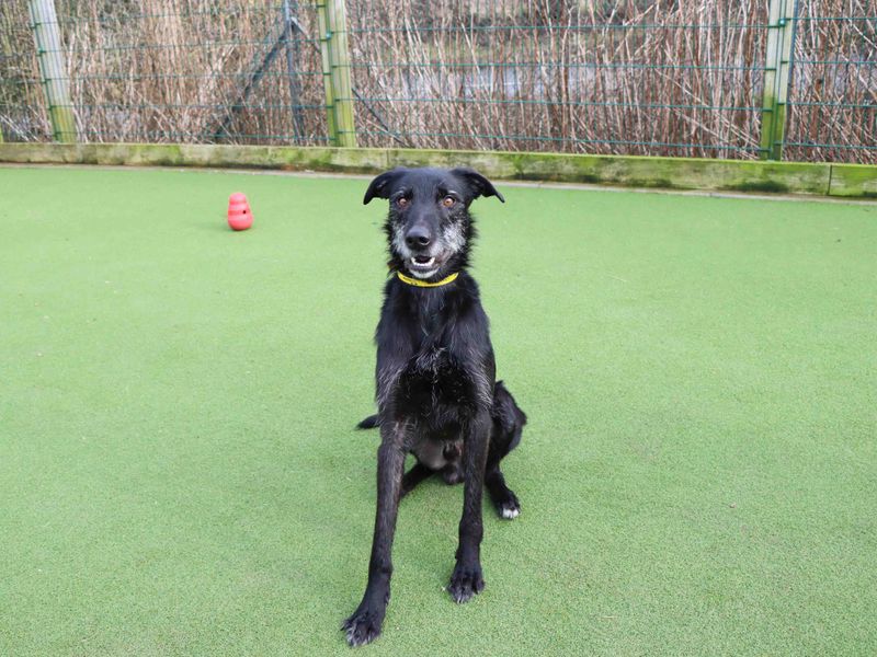 undefined | Lurcher | undefined - 2